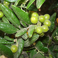 Boldo