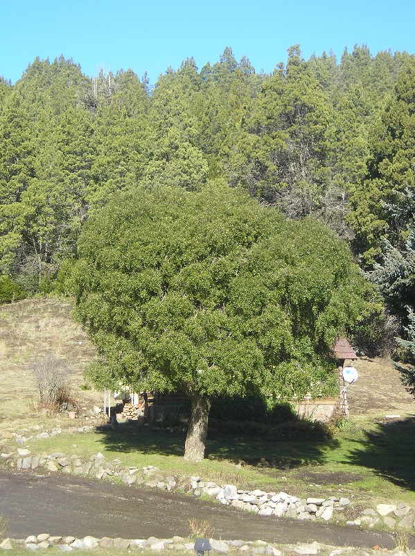 Maitén